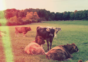 Cows in a pasture