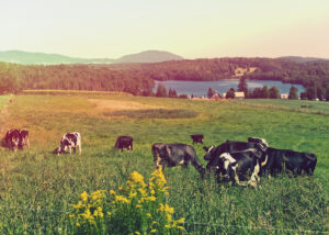 Cows in a field